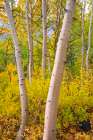 Fall color along Bishop Creek-Inyo National Forest-California-USA Art Print